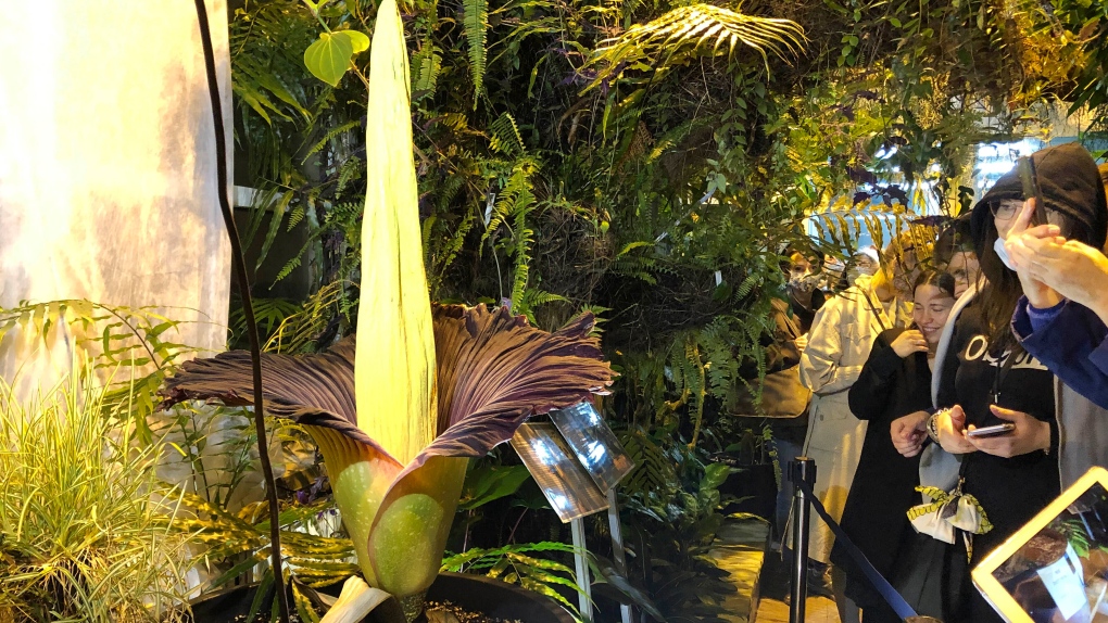 People come to see the rare blooming of the endangered Sumatran Titan arum, or the corpse flower, that is in fool bloom for just a few hours, at the Warsaw University Botanical Gardens on Sunday, June 13, 2021.  (AP Photo/Monika Scislowska) 