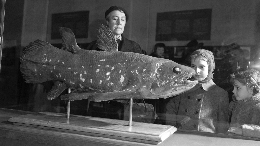 Weird 'living fossil' fish lives 100 years, pregnant for 5 | CTV News