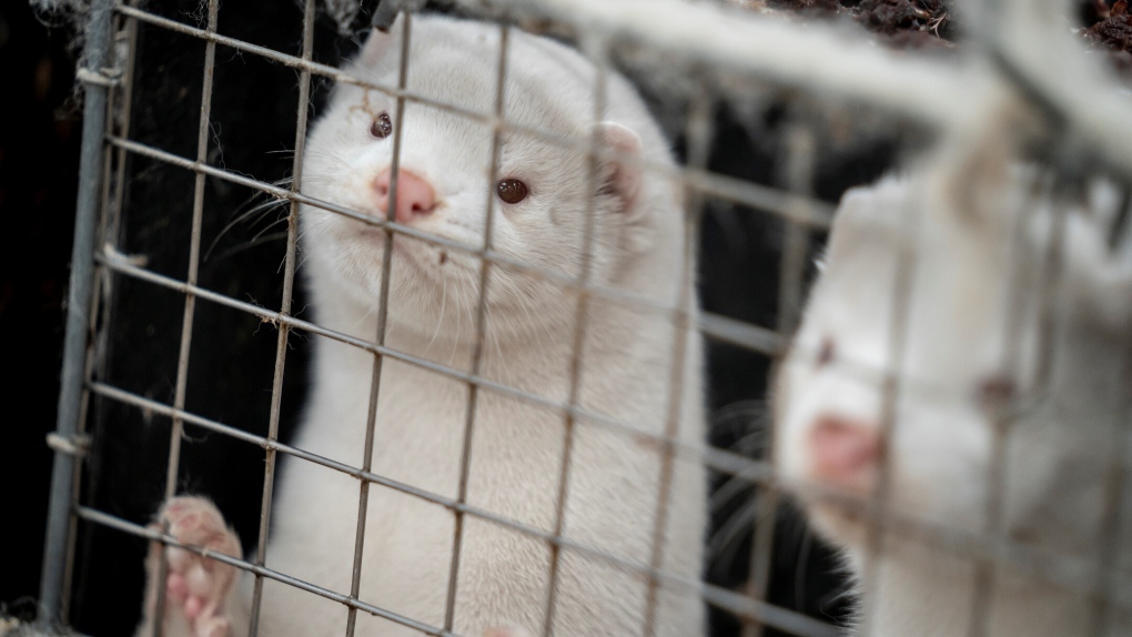 B.C. phasing out mink farming by 2025 over COVID-19 concerns
