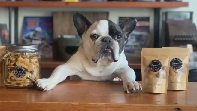Victoria pooch among oldest French bulldogs in the world