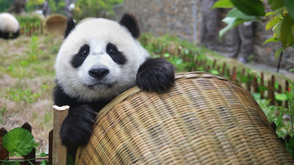 A panda peeks at the camera at the Shenshuping Base of the China Conservation and Research Center for the Giant Panda in Wenchuan in Sichuan province. (AFP/Getty Images)