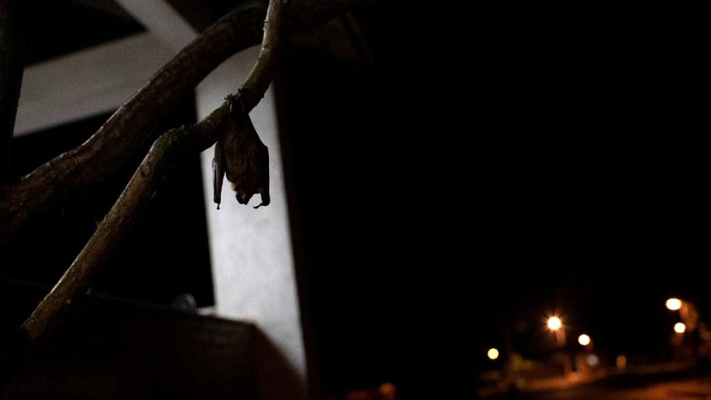 A bat hangs from a branch outside Brazil's state-run Fiocruz Institute at Pedra Branca state park, near Rio de Janeiro, on Nov. 17, 2020.  (Silvia Izquierdo / AP) 