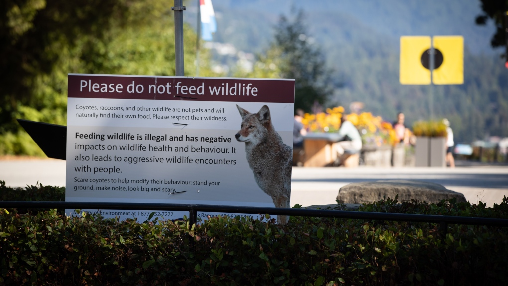 Fines could be coming from bylaw officers to those who feed wildlife in Vancouver's parks