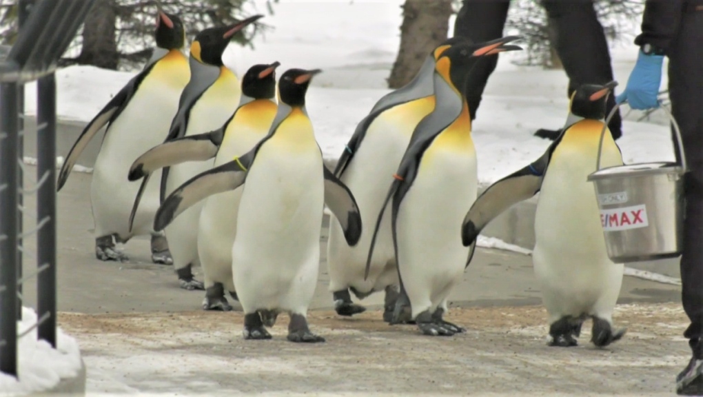 Kebun Binatang Calgary mengadakan jalan-jalan penguin pertama di tahun 2022, merayakan ulang tahun ke-10