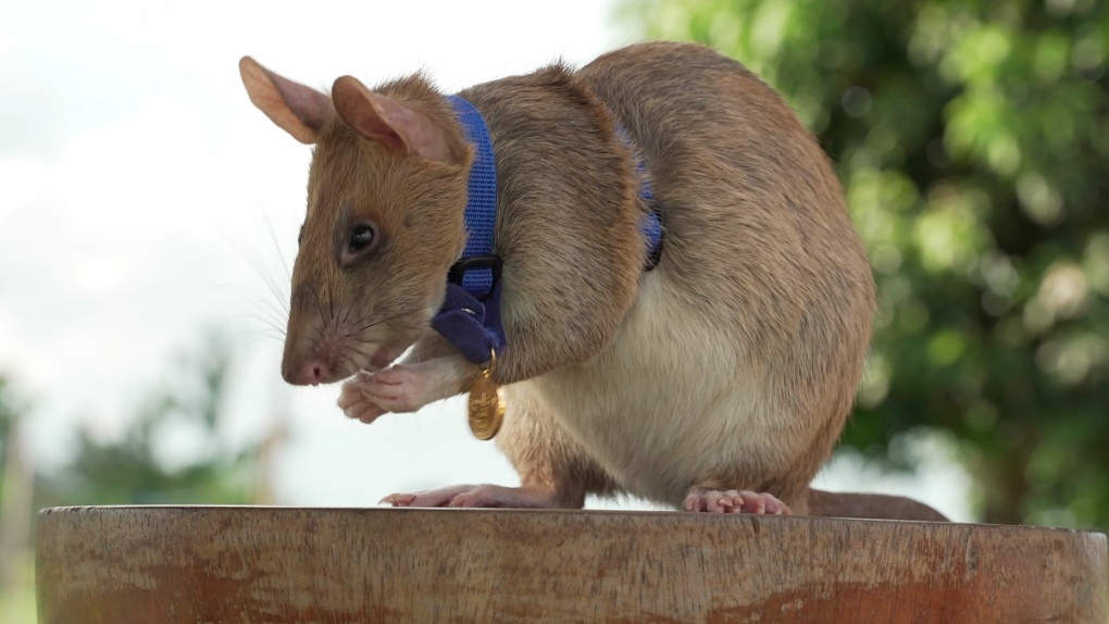 Undated photo of Cambodian landmine detection rat Magawa with the PDSA Gold Medal, in Siem Reap, Cambodia. (PDSA via AP, File) 