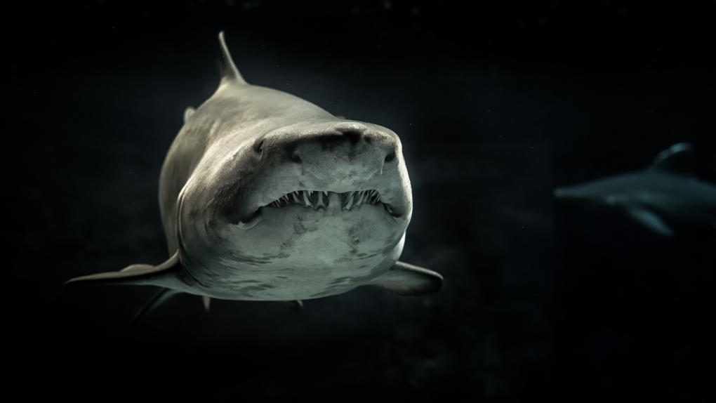 Photo of a shark. (Pexels.com)