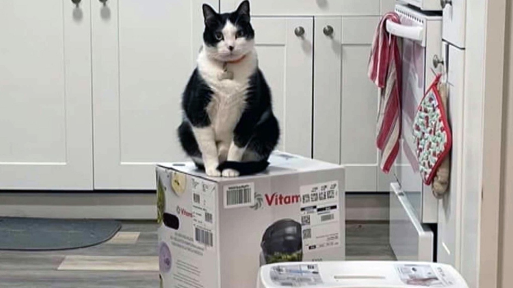 Kebuntuan kucing BC diakhiri dengan pengiriman blender baru setelah 47 hari
