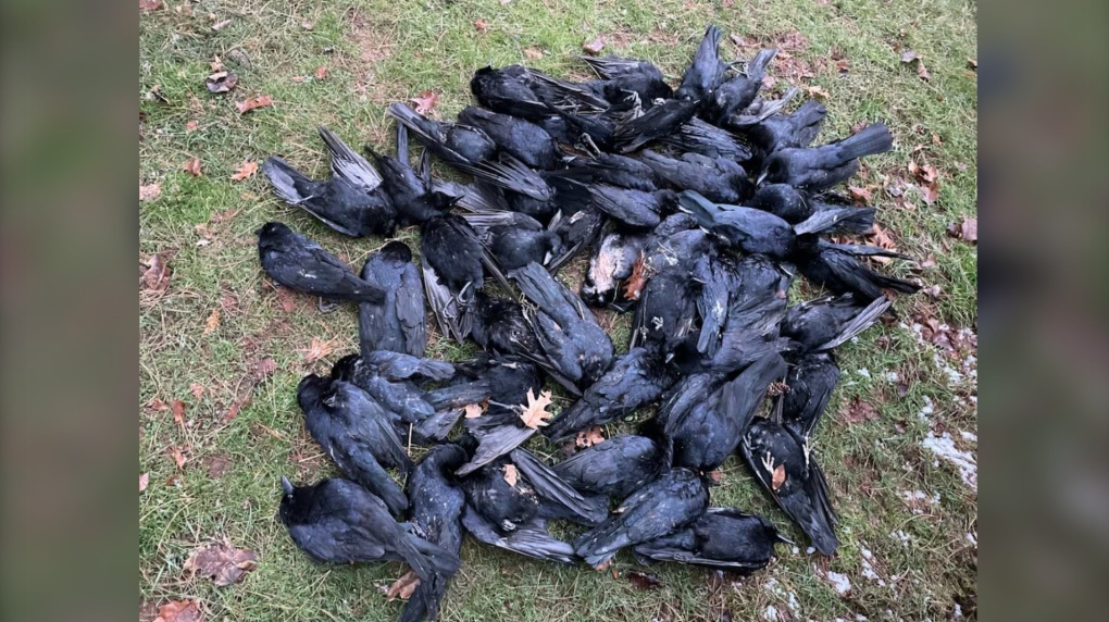 Tidak ada yang tahu mengapa burung gagak mati di taman Charlottetown, kata para ilmuwan