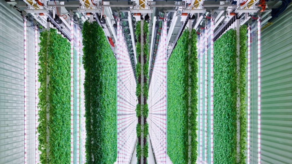 Walmart berinvestasi dalam startup pertanian vertikal dalam ruangan, Banyak