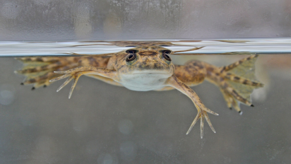 An African clawed-frog (Xenopus laevis) is shown here. It was not part of the research. (Adobe Stock via CNN)
