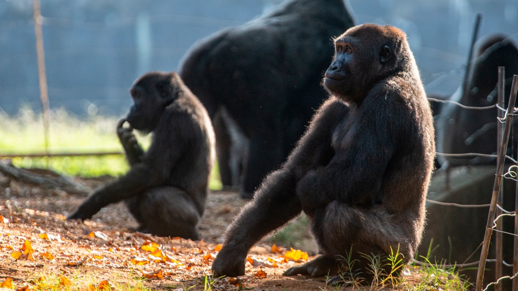 FILE - Western lowland gorillas are seen in their habitat at Zoo Atlanta on Tuesday, Sept. 14, 2021, in Atlanta. (AP Photo/Ron Harris) 