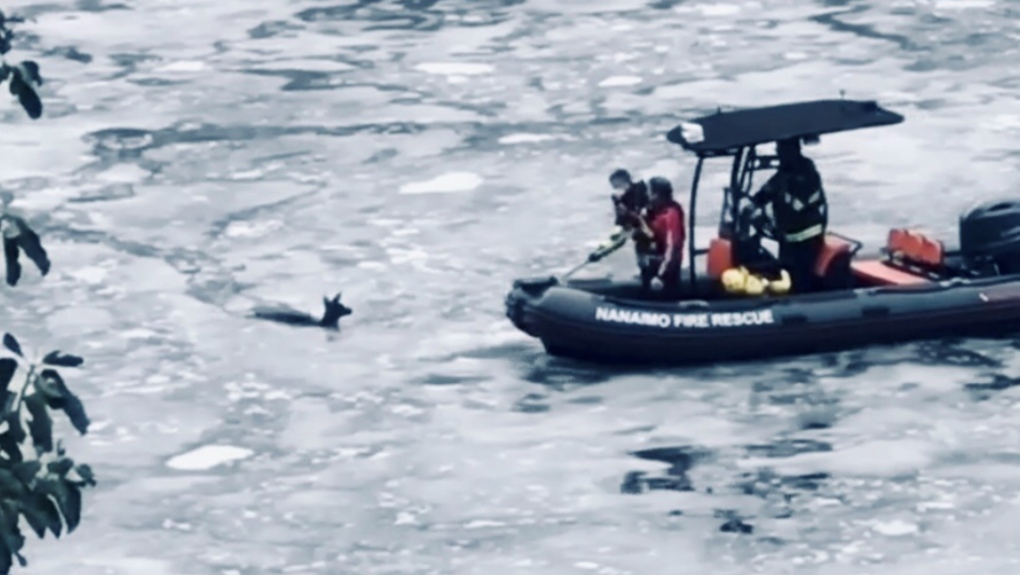 Caught on cam: Deer rescued from frozen Nanaimo, B.C. lake