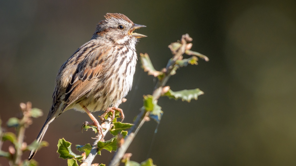 A song sparrow is seen here in this undated photo. (Becky Matsubara, Wikimedia Commons)