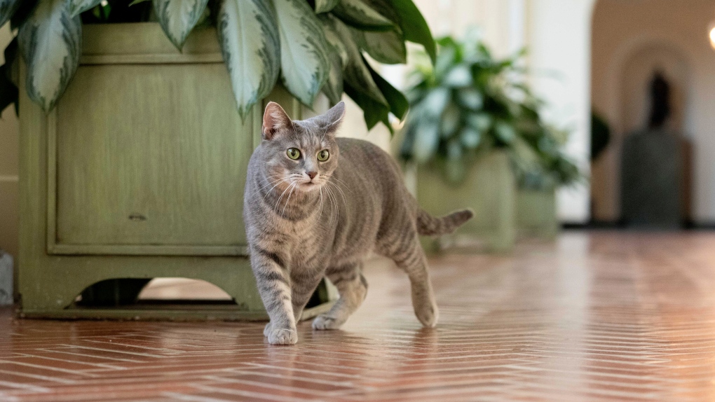 Willow, the Biden family's new pet cat, wanders around the White House on Wednesday, Jan. 27, 2022 in Washington. (Erin Scott/The White House via AP) 
