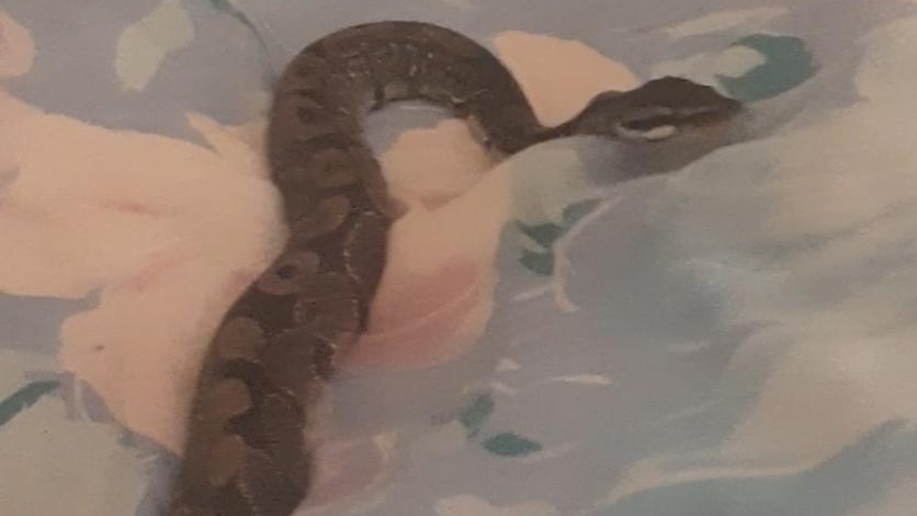 Missing snake: Police search for missing ball python in Oak Bay