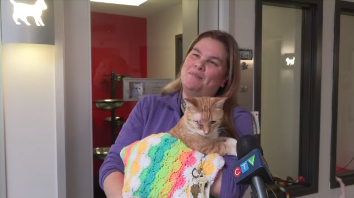 It gives them comfort': Winnipeg Humane Society calls for cat blanket  donations