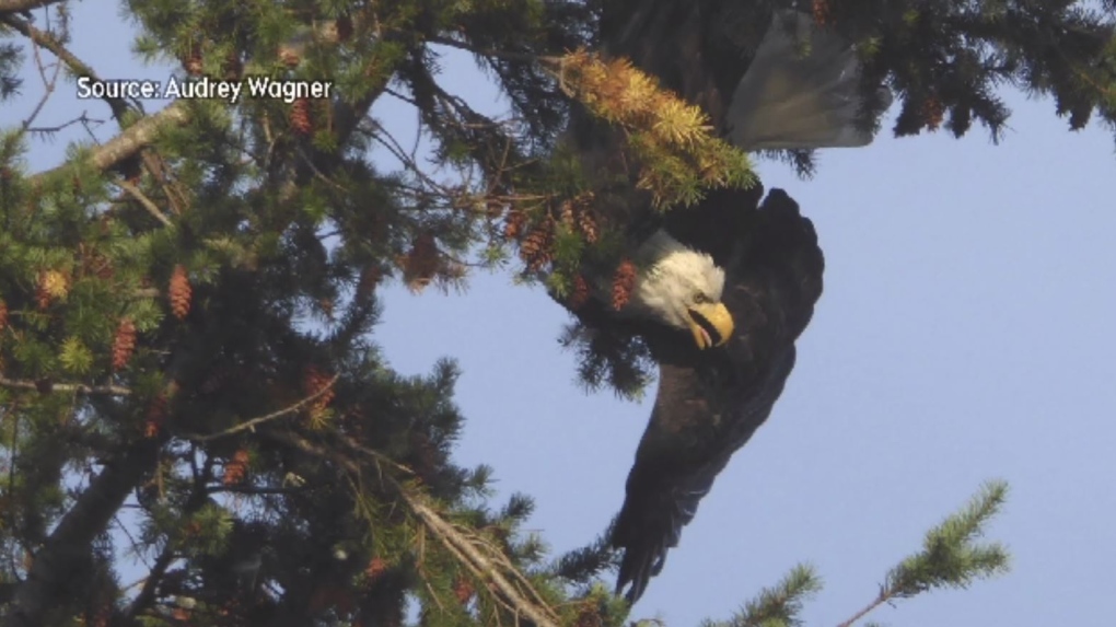 Eagle found trapped upside down in Campbell River completes recovery at rehabilitation facility