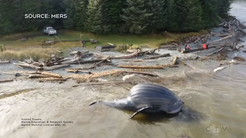 'Not what I wanted to find': Dead whale that washed up in B.C. will aid researchers