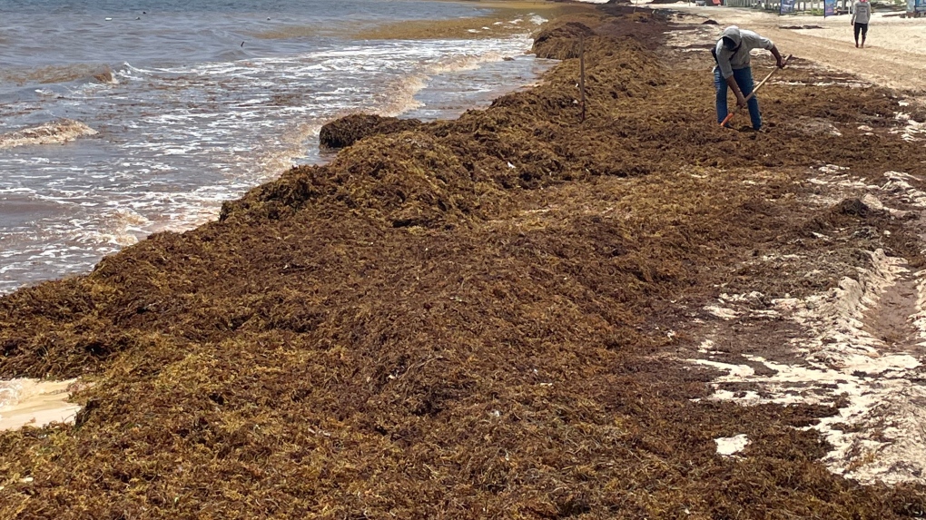 Mexico beach vacation ruined by piles of stinky seaweed
