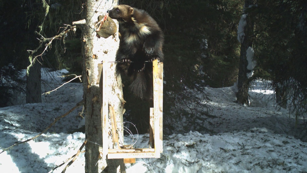 Climate change harms Canadian wolverine populations: report | CTV News