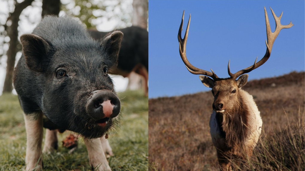 Parc Omega: Men accused of fatally shooting boars, elk after breaking into  wildlife park | CTV News