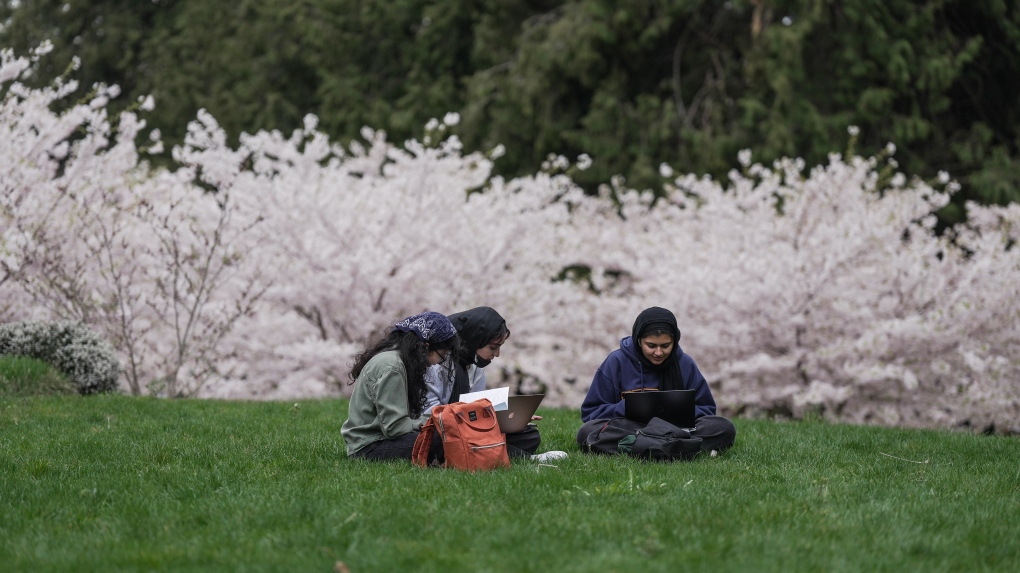 Students sit on a hill overlooking cherry blossom trees in full bloom at the University of British Columbia, in Vancouver, on Thursday, April 7, 2022. THE CANADIAN PRESS/Darryl Dyck.