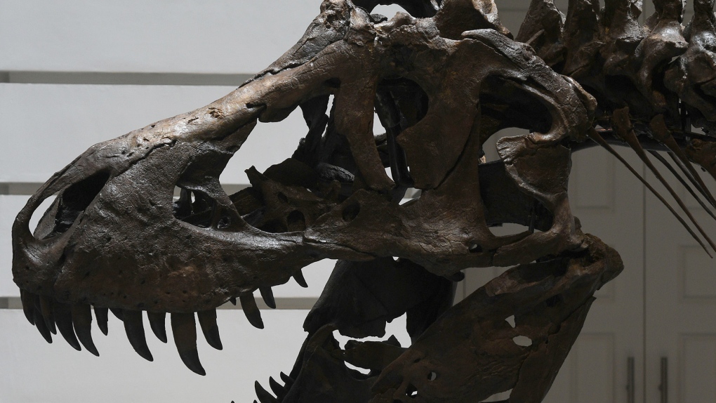 A close-up of the Tyrannosaurus Rex named Shen while on display at the Victoria Theatre and Concert Hall in Singapore on October 28. (CNN-Then Chih Wey/Xinhua/Getty Images)