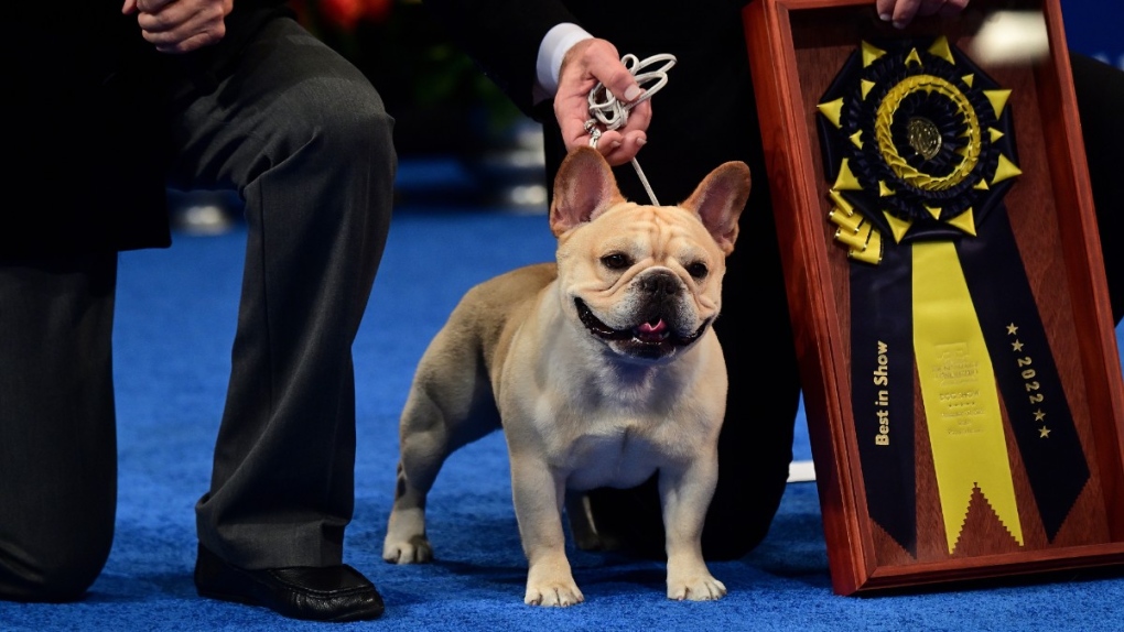 National Dog Show: French bulldog wins top prize