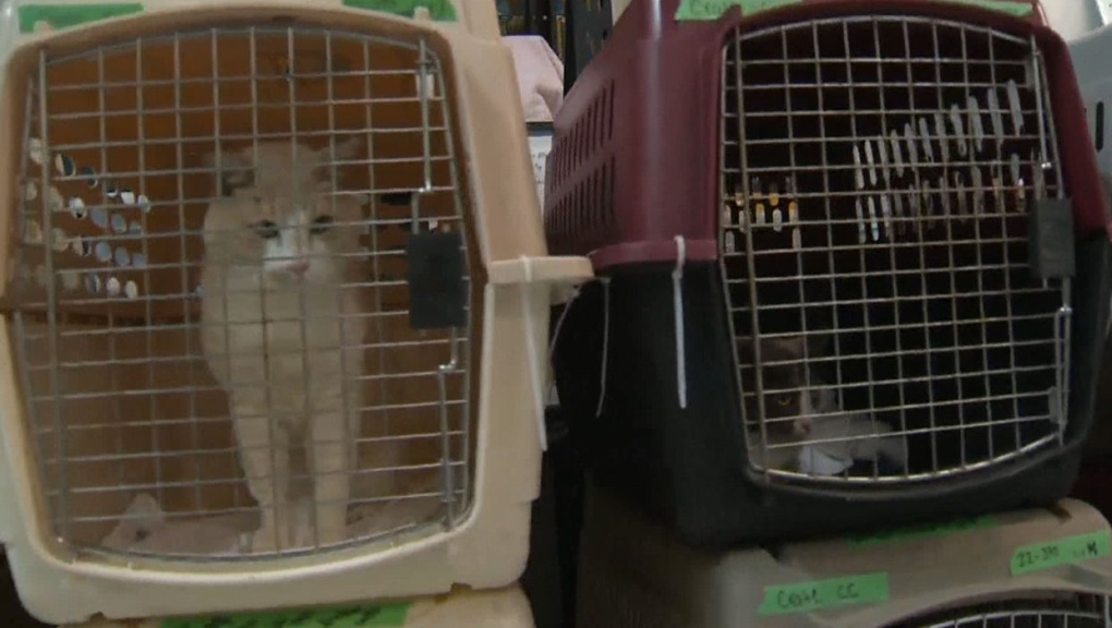 Animal agency seeks support to care for 50 surrendered cats | CTV News