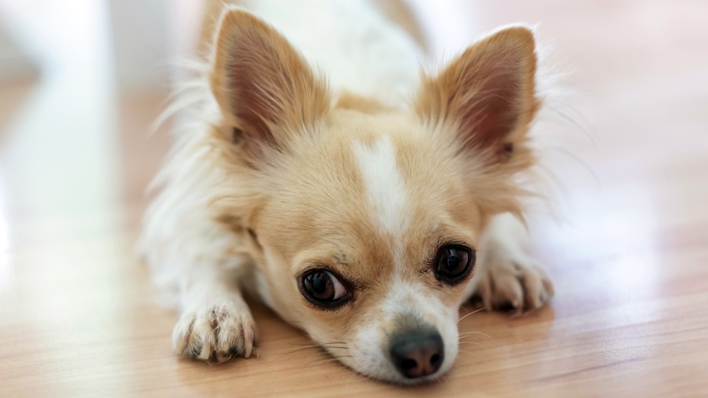 B.C. woman who adopted a sick Chihuahua wins compensation for vet bills, mental distress