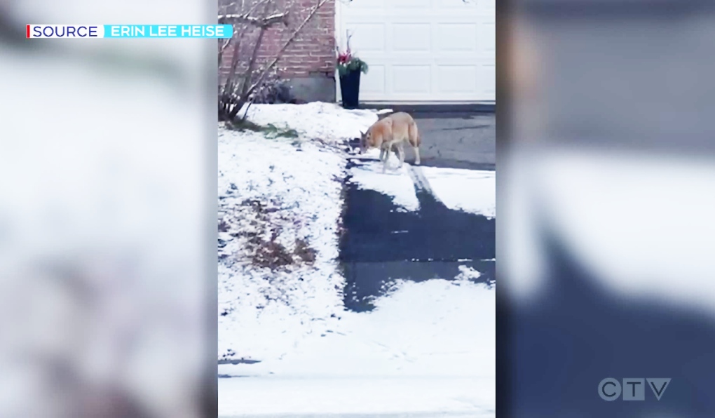 Sudbury woman warns residents after coyote sighting