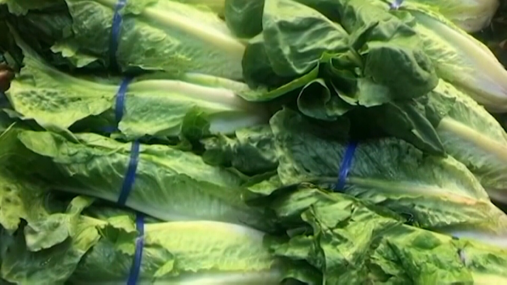 Lettuce shortage Restaurants feeling the crunch CTV News