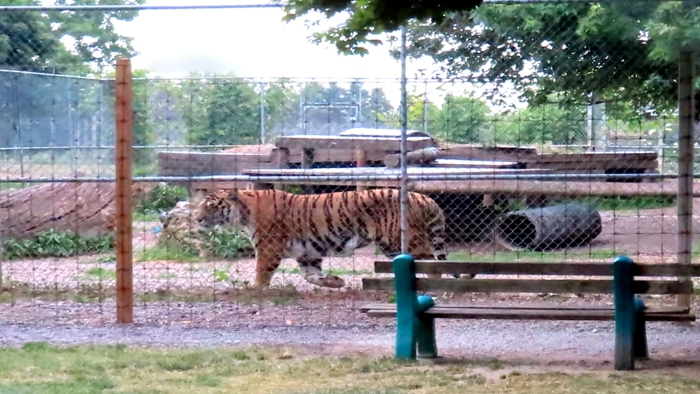 Secret footage exposes conditions at Ontario roadside zoos | CTV News
