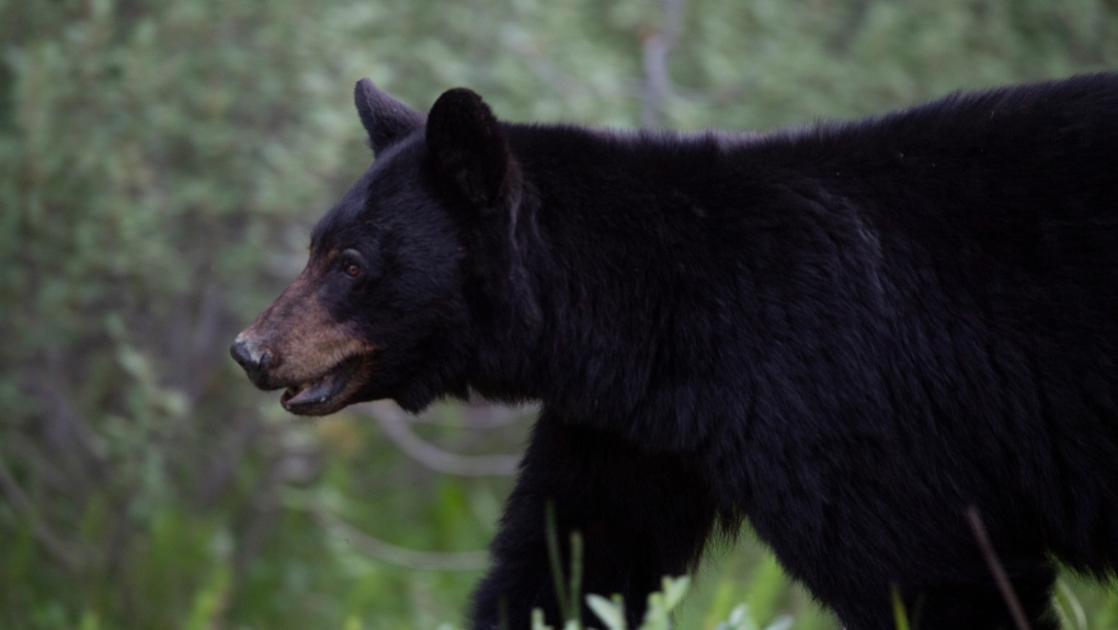 Take extra precautions' Bear attack seriously injures dog, frightens owner