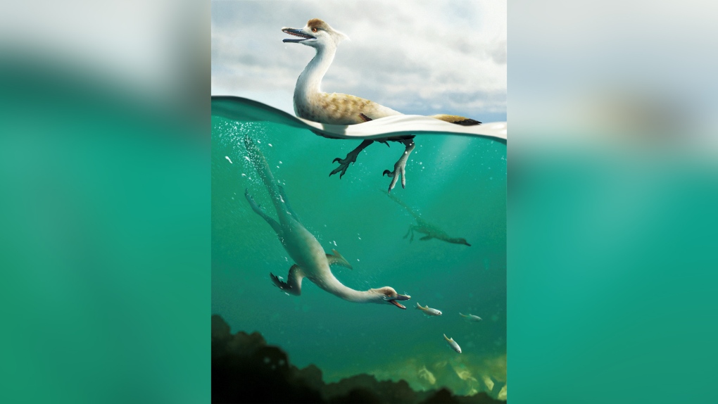 An artist's life reconstruction of the bird-like Cretaceous Period dinosaur Natovenator polydontus, which boasted a streamlined body resembling those of diving birds and lived about 72 million years ago in what is now the Gobi Desert of Mongolia. (Yusik Choi/Handout/Reuters)
