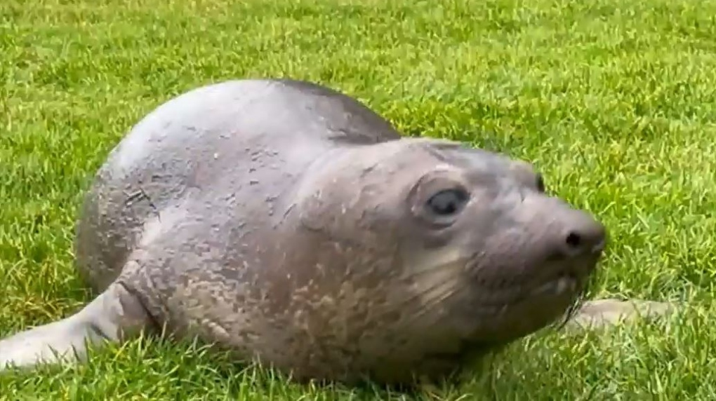 Elephant seal removed from Victoria golf club after moulting on fairway