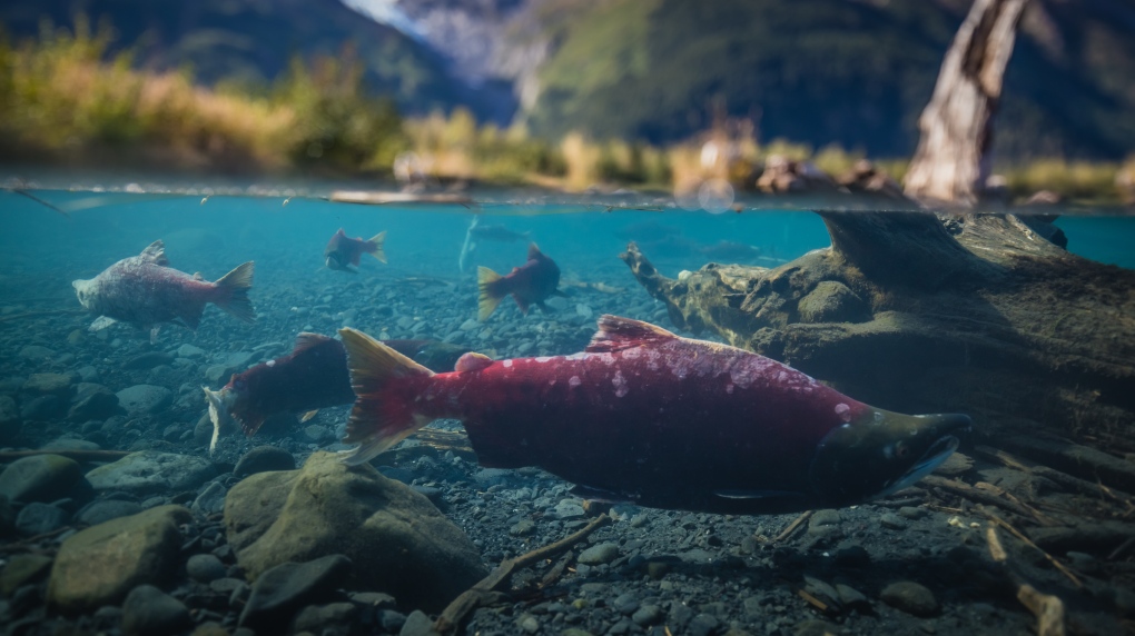 U.S. fisheries hindering B.C.'s ability to rebuild struggling salmon stocks: advocates