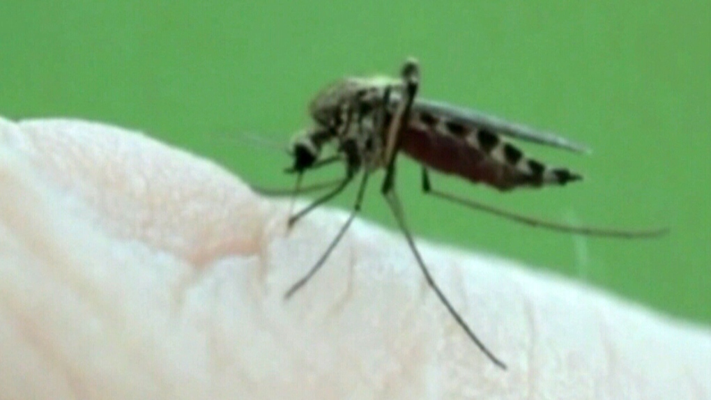 'The numbers were huge': Saskatoon saw massive mosquito spike in June