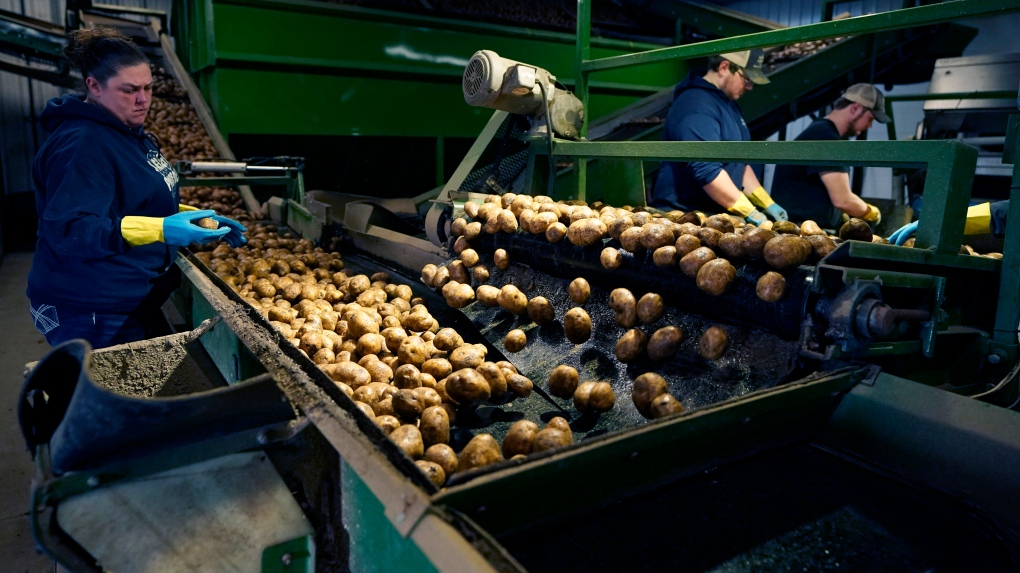 Kentang potong dadu: CFIA meninjau ukuran kentang kalengan