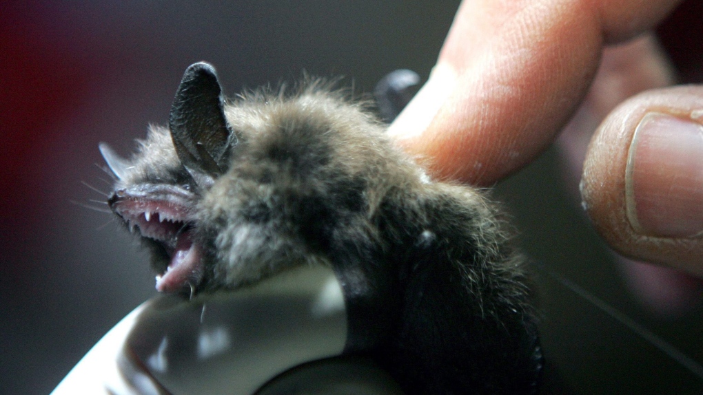 Fungus that causes deadly white nose syndrome among bats detected in B.C. guano