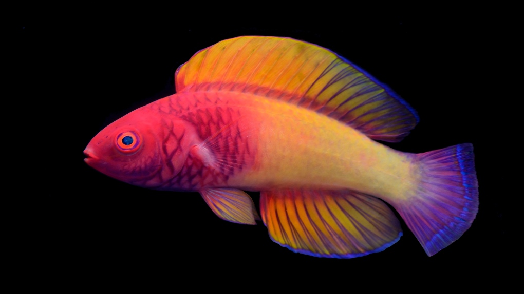 Scientists discover rainbow-coloured found in the ocean's