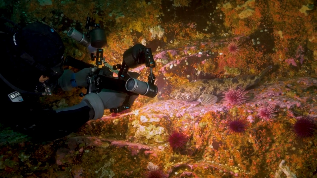 Penyelaman SM: Sinematografer bawah laut bertujuan untuk meningkatkan kesadaran tentang kehidupan laut lokal