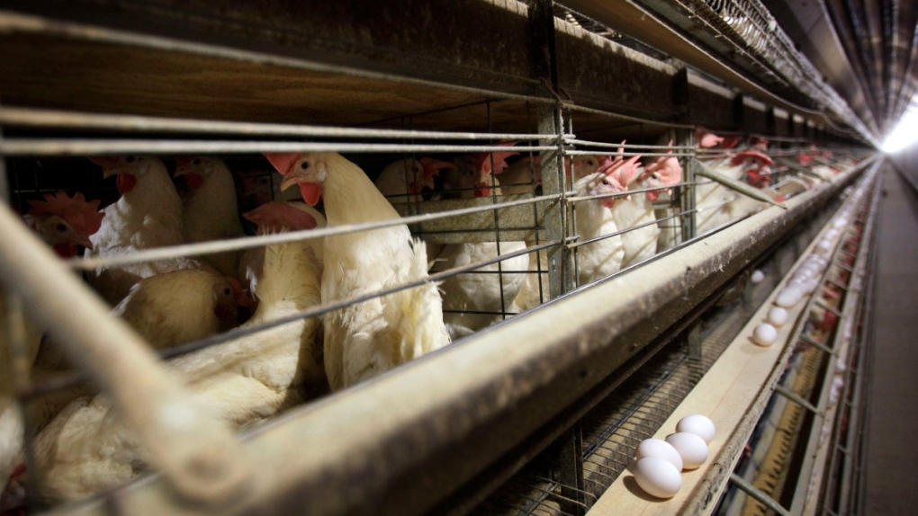 Chickens in cages at a farm near Stuart, Iowa, on Nov. 16, 2009. (Charlie Neibergall / AP)