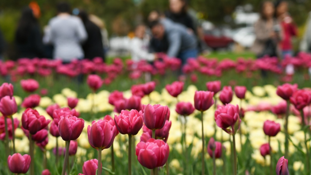 Festival Tulip 2022: Acara tahunan di Ottawa kembali secara langsung