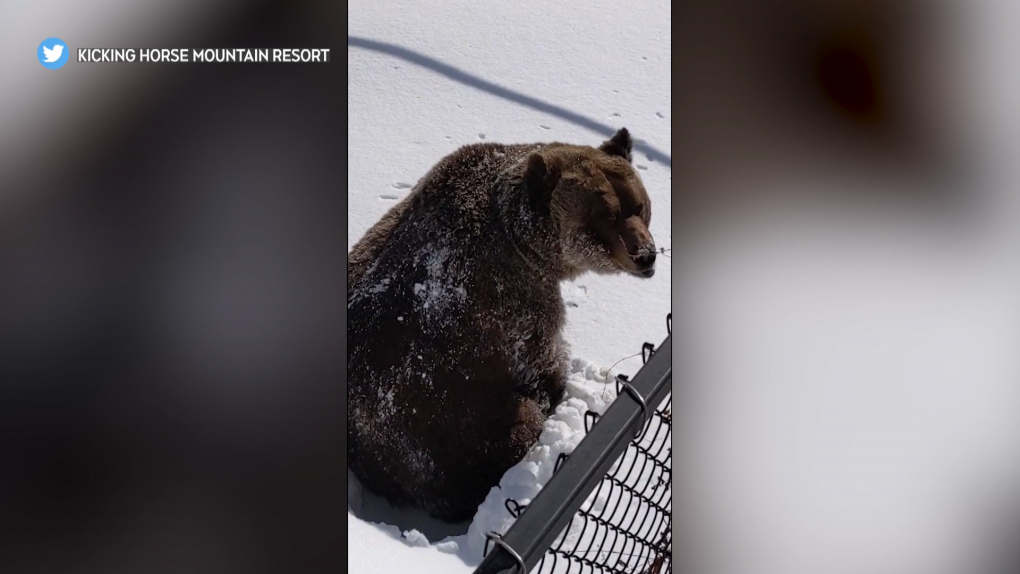 Kamera menangkap Boo si beruang yang muncul dari hibernasi melalui salju di Kicking Horse Mountain Resort