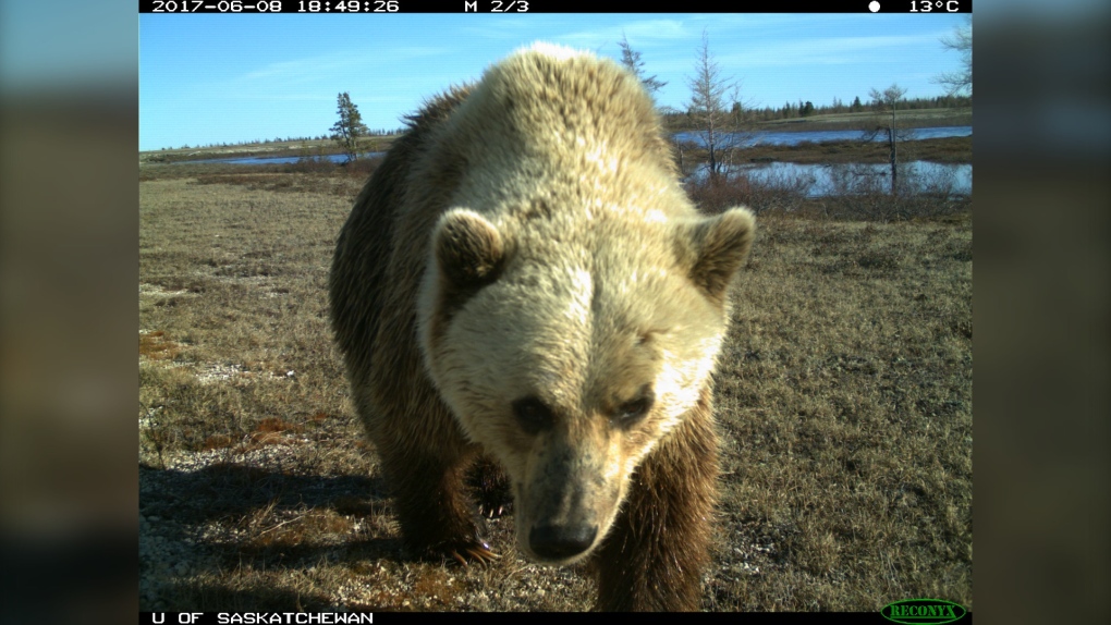 'More than we expected': Grizzly bear sightings have spiked in Manitoba since 1980: report