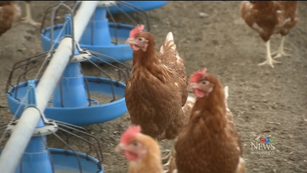 Influenza aviaria: un caso di influenza aviaria è stato trovato in un allevamento di pollame commerciale a Manitoba