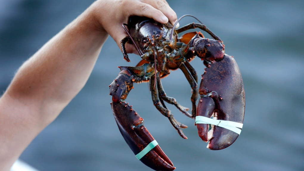 Ekspor lobster, harga melonjak di Atlantik Kanada