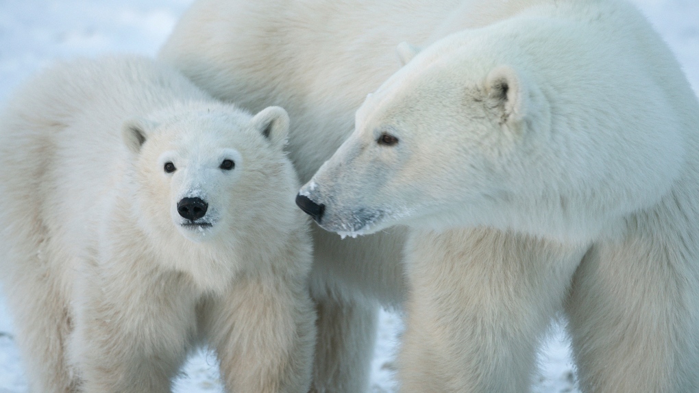 RCMP memperingatkan penduduk NL tentang beruang kutub