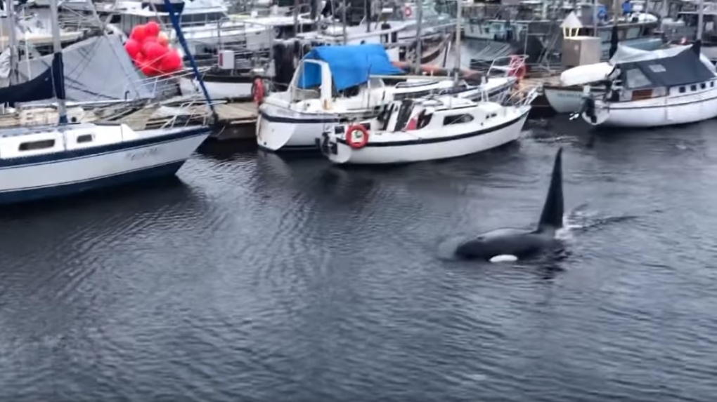 Orca berenang melalui tengah marina di Comox, BC